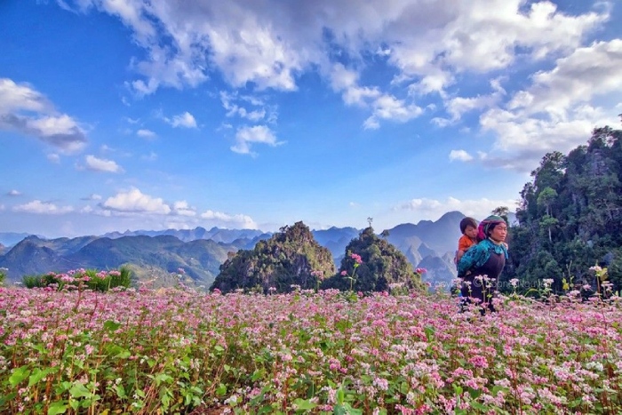 Mùa hoa tam giác mạch tại Hà Giang 